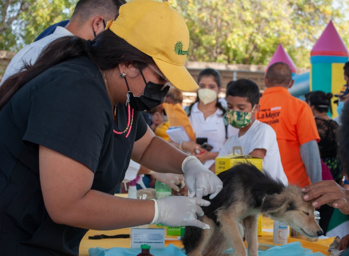 Casi 500 mascotas de la ciudad atendidas por el Instituto Municipal de Protección Animal en enero (1) Jornada de vacunacion animal