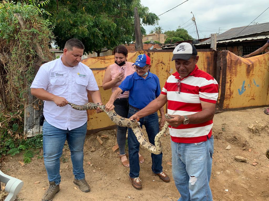 Las especies encontradas durante el Plan de Limpieza de Cañadas son resguardadas por la Alcaldía de Maracaibo (1) Especies encontradas en las cañadas son resguardadas por la Alcaldía