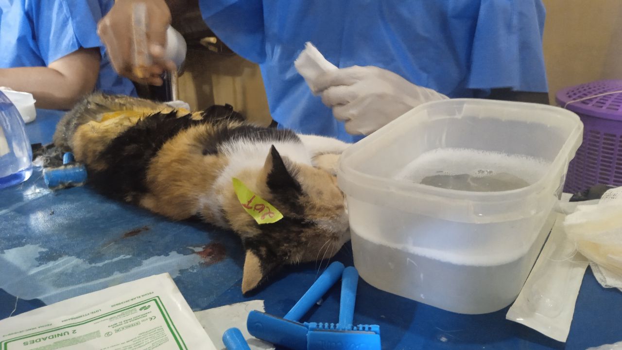 IMPA se une a la Jornada de Castración Masiva de América Latina (2) IMPA se une a la Jornada de Castración Masiva de América Latina