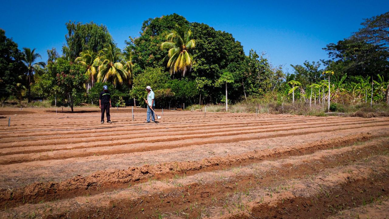 Productores de San Isidro inician Ensayo de Producción de Maní (7)