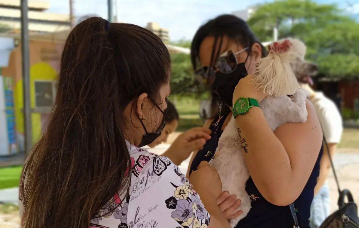 Plan de Esterilización Cría Consciente, atendió más de 1.200 gatos (1)