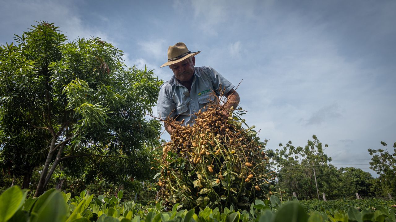 mani con fuerte sabor (6)