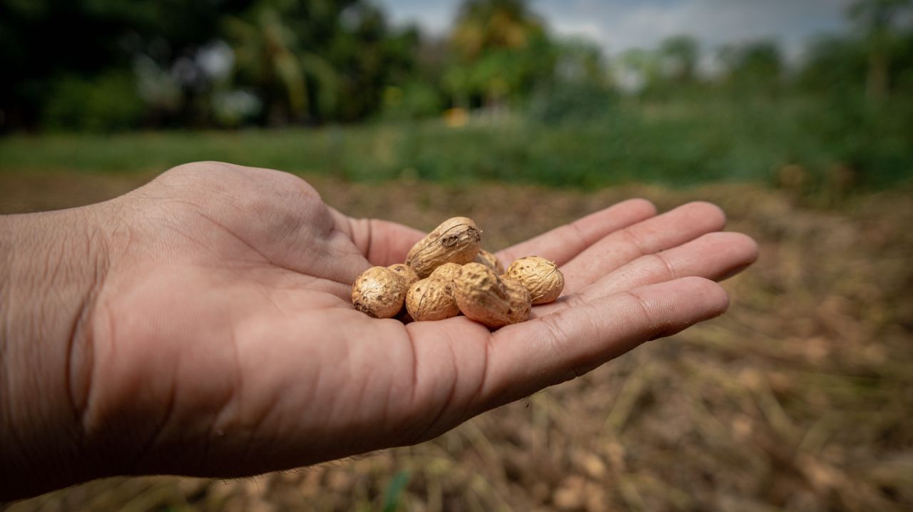 ¡Maní hecho en Maracaibo! San Isidro celebra primer gran “saque” } (6)