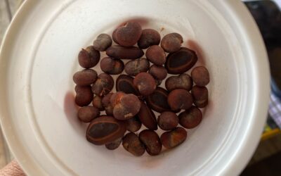 Donan más de 200 semillas de especies exóticas para el Plan de Reforestación del parque Vereda del Lago