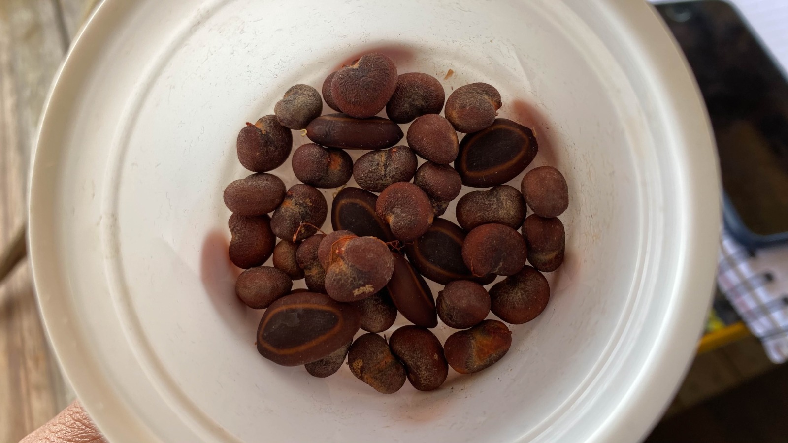 Semillas de especies exóticas fueron donadas a la Vereda del Lago (1)