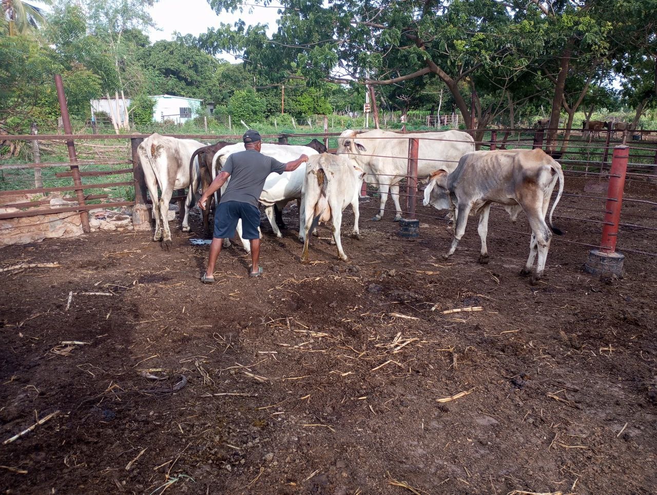 Alianza de Alcaldía de Maracaibo con Fegalago e INSAI permite vacunación gratuita contra la fiebre aftosa en el oeste (2)