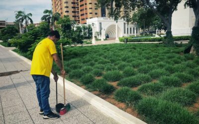 A casi 12 semanas de sembrada: La grama szysia esmeralda se adaptó favorablemente al suelo de la plaza de la República